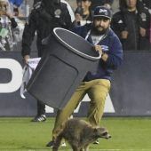 Waschbär auf der Flucht