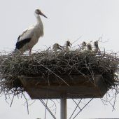 Storchen-Rekord im Kreis Weilheim-Schongau