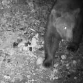 Bär an bayerischer Grenze