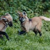 Jede Menge Nachwuchs in Hellabrunn