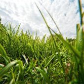 Aktion „Mähfreier Mai“