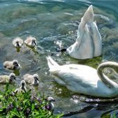 Küken wagen Ausflug mit den Eltern