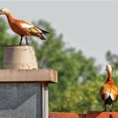 Asiatische Rostgänse in Rosenheim