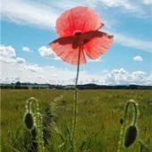 Augenschmaus auf der Wiese