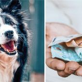 Hundehalter müssen ab 2025 mehr bezahlen