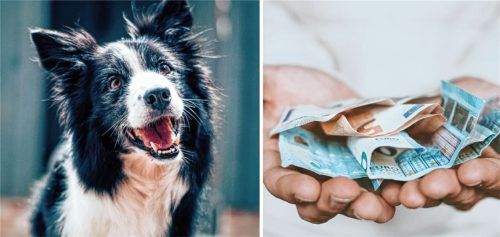 Ab kommendem Jahr kostet der erste Hund 70 Euro Hundesteuer, der zweite 210 Euro. Fotos Baptist Standaer/Christian Dubovan