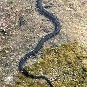 Wirbel um Schlange im Hechtsee