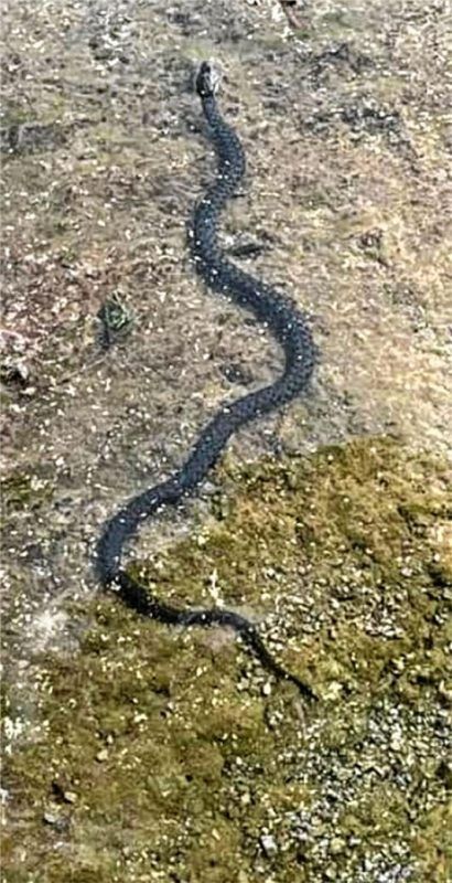 Am Ufer des Hechtsees an der Grenze zur Gemeinde Kiefersfelden wurde eine Schlange im Wasser entdeckt. Foto Re/Hoerl