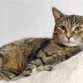 Verspielte Freigängerinsucht Schmusepartner