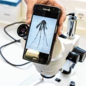 Asiatische Tigermücke entdeckt