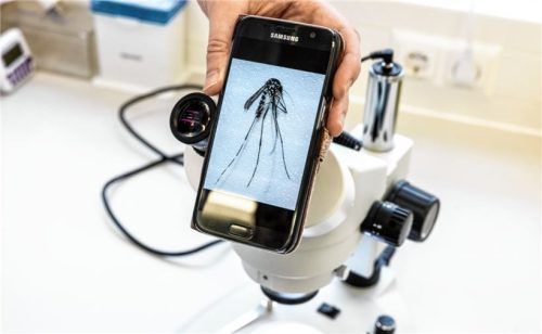 Biologen untersuchen die Asiatische Tigermücke. Sie ist eine zwischen zwei und zehn Millimeter große, auffällig schwarz-weiß gemusterte Stechmücke. Jetzt wurde die Mücke im Landkreis Rosenheim entdeckt.Foto DPA