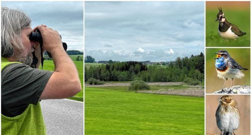 Das erste Kiebitz-Paar hat Patrick Guderitz (links), bayerischer Gebietsbetreuer für die Eiszeitseen, jetzt in den Niedermooren des Pelhamer Sees entdeckt (Mitte). Hier leben neben dem Kiebitz (rechts, von oben) auch seltene Vögel wie das Blaukehlchen und die Rohrammer. Foto Gerlach/Nabu/LfL/Wanak/Hennig/Jantz
