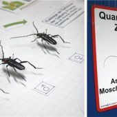 Moschusbockkäfer gefährdet Gärten