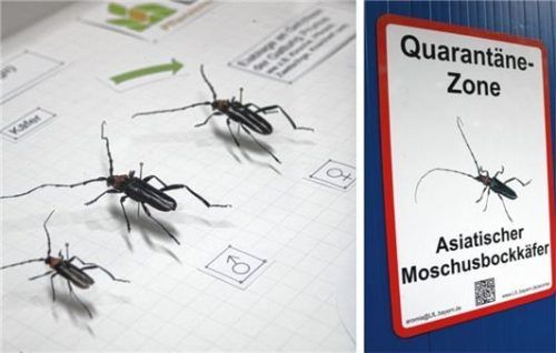 Der Asiatische Moschusbockkäfer ist an seiner schwarzglänzenden Farbe, dem roten Nackenschild und seinen langen Fühlern zu erkennen. Foto Wildauer