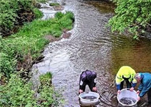 Die einjährigen Nasen werden von den Fischern in der Murn ausgesetzt. Foto Dominik Bernolle/LfU