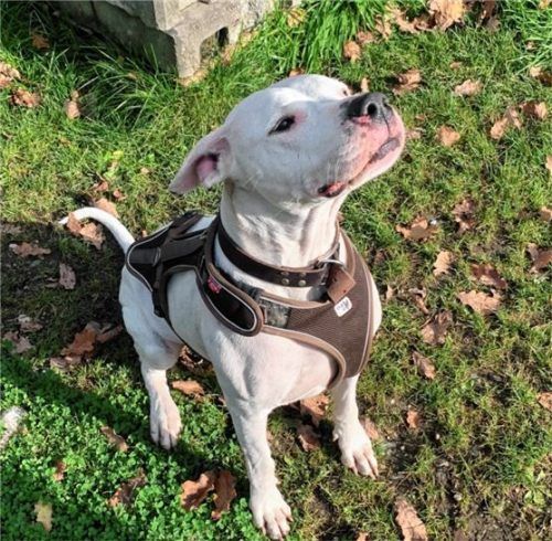 Dogo-Argentino-Hündin Selma ist am liebsten in der Nähe ihrer Menschen. Foto RE