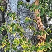 Im Wald unter Beobachtung