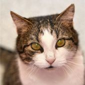 Kleiner Dickkopf liebt das Abenteuer