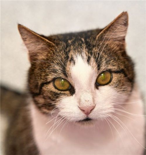 Findus ist gerne der Mittelpunkt und liebt es, gestreichelt zu werden. Foto re