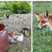 Hühnerhalter stets in Habachtstellung