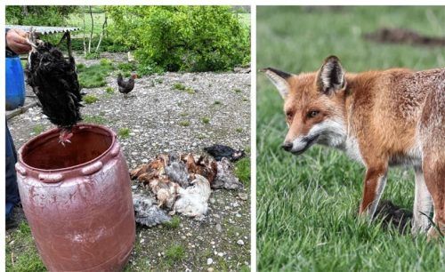 Freilaufende Hühner sind für den Fuchs oft ein gefundenes Fressen. Zum Leidwesen der Besitzer, die wie hier in der Aiblinger Au, immer wieder Verluste zu beklagen haben. Foto Lagler/dpa