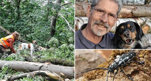 Gemeinsam bekämpfen sie den invasiven Asiatischen Laubholzbockkäfer in den Wäldern der Region: Katharina Weinberger und ihr Spürhund Wast (linkes Bild) und Gerhard Kraus und sein Spürhund Louis (rechtes Bild). Foto Katharina Weinberger/LfL