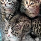 Ruf nach Kastrationspflicht wird lauter