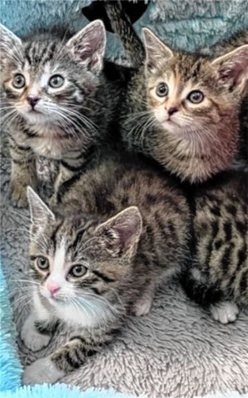 Ihr Schicksal ist ungewiss: Tierschützer fordern energisch eine Kastrationspflicht.Foto Tierschützverein