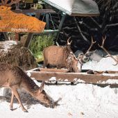 Mehr Futter für das Rotwild im Priental