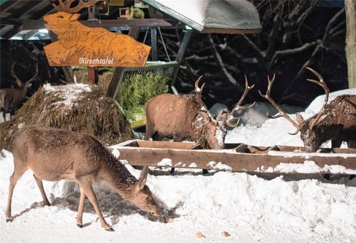 Im Bayerischen Staatswald zwischen Aschau und Sachrang wird künftig nicht mehr nur im Wildgatter Maurach, sondern auch im Bereich Kreuth im Winter wieder gefüttert, wenn das Wild in der Natur nicht mehr ausreichend Nahrung findet. Foto dpa/Pförtner