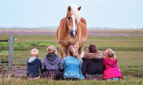 Im Umgang mit Pferden gibt es einige Regeln zu beachten. Foto Mohssen Assanimoghaddam (dpa)