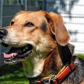 Bobi sucht souveränen Halter