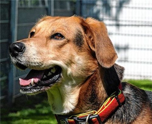 Mischling Bobi wartet auf ein neues Zuhause. Foto re