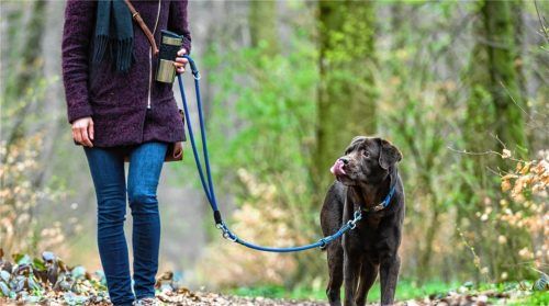 Nun für bestimmte Bereiche kann eine Kommune entsprechende Verordnungen erlassen – und auch nur für bestimmte Gruppen oder Rassen von Hunden. Foto dpa