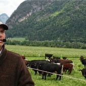 Die Kuh als Arbeitspartner