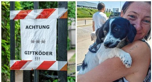 Sandra Ullmann aus Bruckmühl trauert um ihre Hundedame Conny. Sie glaubt, dass die Mischlingshündin am Mangfalldamm in der Vagener Au einen Giftköder (Symbolfoto) gefressen hat. Foto dpa/Jens Kalaene, re