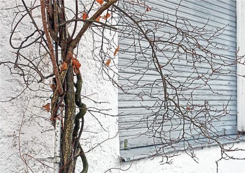Ständig geschlossene Rollläden können ein Zeichen für leerstehenden Wohnraum sein. Foto Panthermedia/Astrid08