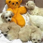 Amtsgericht zeigt harte Kante gegen Welpen-Quäler