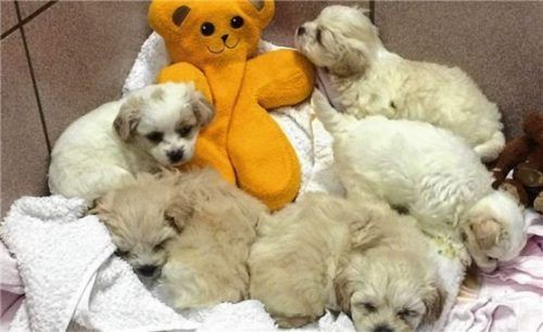 Süße Hundewelpen (Symbolbild): Zwei Betrüger wollten mit allzu jungen Hunden Kasse machen. Foto dpa