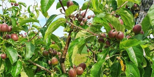 Viele frühe Birnen- und Apfelsorten haben kaum Früchte angesetzt, weil die Blütenerfroren sind. Das Foto zeigt die Sorte Pinovan in einem Garten in Traunstein. Foto Oberkandler