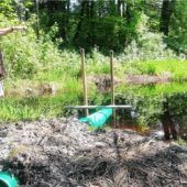 Vermittler in tierischem Konfliktfeld