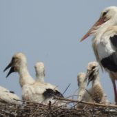 Trauer um Storchenbabys von Kottgeisering