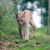 Nürnberger Zucht-Luchs geht stiften