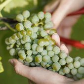 Wein trotzt nassem Wetter