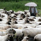 Die Schafskälte schlägt zu