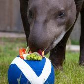Tapir Theo tippt auf Schottland