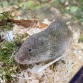 Rückendeckung für die Kurzohrmaus