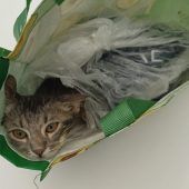 Kater ausgesetzt – Tier in Mülltüte versteckt
