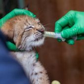 Schnurrstracks ins Leben