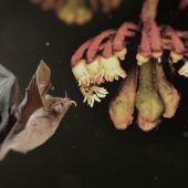 Gefährdete Schönheiten unseres Planeten